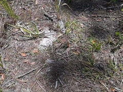 Bil, Kvinna, Rolig, Glasögon, Onani, Utomhus, Solo, Tatuering