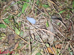 Midnight Jungle Sex,outdoor Sex with Clear Audio