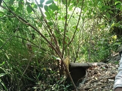 Sperm skott, Homofil, Inder, Onani, Utendørs