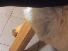 Amatør, Kukk suging, Samling, Fetisj, Latina, Milf, Røff, Røyker