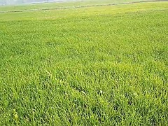 Lizanie dupy, Duży kutas, Cfnm, Wytrysk, Podwójna penetracja, Hardcore, Lizanie