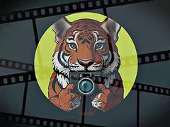 Ερασιτέχνης, Ασιάτης, Μωρό, Μεγάλος πούτσος, Χύσιμο, Σκληρό, Πρώτου προσώπου, Ταυλανδέζικο