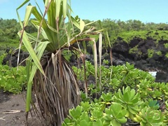 Ruskeahiuksinen, Tyttöystävä, Käsihoito, Orgasmi, Ulkona, Näkökulma pov, Ajeltu, Tissit