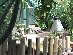 素人, フェラチオ, イく瞬間, 彼女, 手コキする, ハードコア, ポルノスター, オッパイの