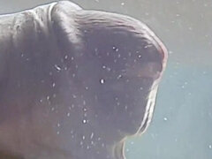 Condom with Water Filled with Cum. One of the Best Cumshot You Will Ever Seen.mp4