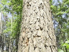 Anal, Avsugning, Dildo, Onani, Mogen, Utomhus, Vintage