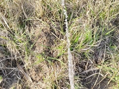 Amatør, Sperm skott, Onani, Pissing, Alene