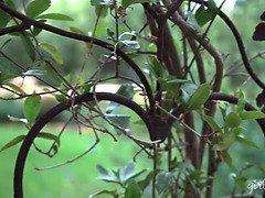 Bezaubernd, Betrug, Fingern, Hd, Küssen, Lesbisch, Muschi, Ehefrau