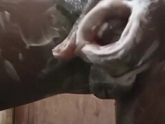 Afrikanisch, Arabisch, Grosser schwanz, Paar, Papi, Penis, Pumpe, Solo