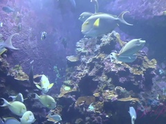 Strand, Blasen, Braunhaarige, Freundin, Brille, Öffentlich, Muschi, Titten