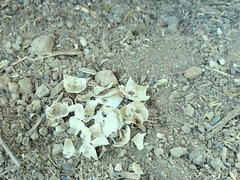 Jerk off and Cum After Empty Shells Are Crushed by Boots