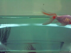 Vacker, Stor kuk, Avsugning, Brunett, Långt ner i halsen, Hd, Milf, Fitta