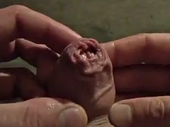 아마추어, 큰 음경, 페티쉬, 게이, 머리카락이 많은, 핸드잡, 마사지, 혼자
