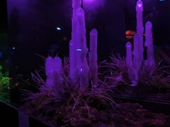 Aziatisch, Achter de coulissen, Bruinharig, Rondborstig, Hd, Japaans, Mager, Tatoeage