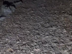 아마추어, 엉덩이, 크고 아름다운 여자, 나이든, 보지