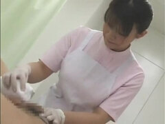 Asijské, Kuřba, Japonské, Sestřička