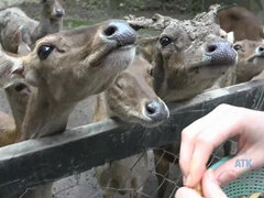 Amatőr, Gesztenyebarna, Nagylány, Szőrös, Nézőpont, Duzzadt bimbók, Szoknya, Begyek