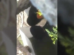 Desi Indian Outdoor sex