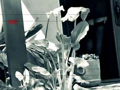 항문, 큰 음경, 큰 가슴, 오랄섹스, 흑갈색 머리, 젖가슴