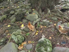 Amador amadora, Praia, Boquete, Morena, Baixinhoa, Público, Magrinha, Tetas