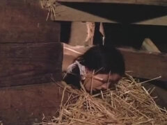 Μεγάλα βυζιά, Σαδομαζοχιστικό, Ευρωπαίος, Φετιχ, Κοκκινομάλα, Κοκκαλιάρης, Βυζιά, Ρετρό