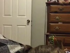 The tenant sucks me so good that I fall out of bed