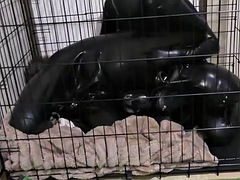 Bondage, Giapponese, Moglie