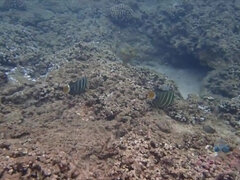 Amatør, Strand, Bikini, Pik sutte, Fodjob, Kæreste, Pov