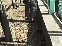 Samson suited stepdaddies