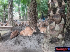 Amateurs Asian Euro couple travels the world and has sex