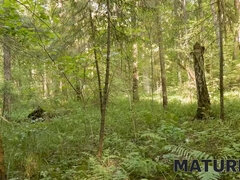 Kauniit, Vanhempi, Pillu, Punapää, Venäläinen, Sauna, Ajeltu, Hänen