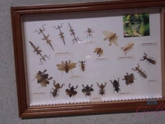 Amatéri, Kuřba, Brunetka, Jedlo, Priateľka, Vonku, Pička, Kozičky