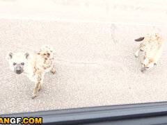 Amatéri, Americkej, Dominancie, Ebenové, Hardcore, Hd, Masturbácia, Realita