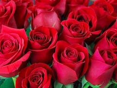 Anal, Røv til mund, Tante, Stor røv, Indier, Ældre kvinde, Mor jeg gerne vil kneppe, Mor