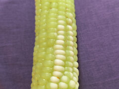 Labor Day Bash Fed Fat Whore Corn Now She's Farting