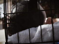 Μεγάλος κώλος, Μεγάλος πούτσος, Χύσιμο, Χύσιμο, Βαθυ λαρυγγι, Μαλλιαρός, Ηδ, Πρώτου προσώπου