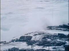 Amerikkalainen, Musta, Kermakakku, Karvainen, Vuosikerta