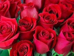 アナル, アスtoマウス, 叔母, デカ尻, フェラチオ, 熟年, 淫乱熟女, 義母