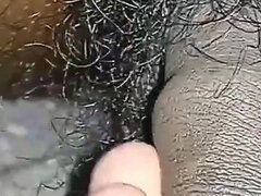 Amatööri, Karvainen, Intialainen