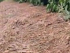 Amatőr, Cumizás, Gesztenyebarna, Házi készítésű, Latin lány, Medence