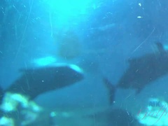 The Maui Ocean Center was fun