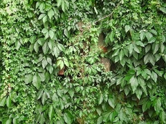 デカチン, イく瞬間, ゲイ, オナニー, アウトドア, 放尿, 一人