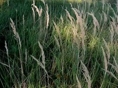 Bdsm, Veľké kozy, Nemecké, Poníženie, Vonku, Trest, Pička, Zrezanie