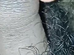 Amateur, Peludo, Indio