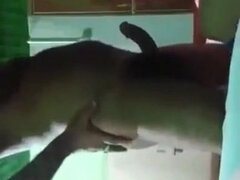 フェラチオ, 茶髪の, チン, ハードコア, Hd, インド人