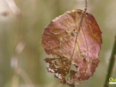 Szőke, Döci, Mocskos, Kövér, Nagyi, Érett koros, Nuni, Begyek