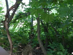 ヨーロピアン, 顔射, アウトドア