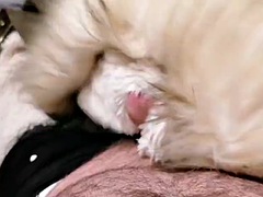 Amateur, Grosse bite, Homosexuelle, Branlette thaïlandaise, Hard, Masturbation, Jouets