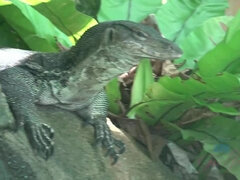 Amatör, Avsugning, Brunett, Flickvän, Pov, Offentlig, Fitta, Tuttar