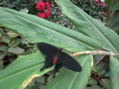 Amateur, Sucer une bite, Petite amie, Pov, Chatte, Rasée, Maigrichonne, Fumer